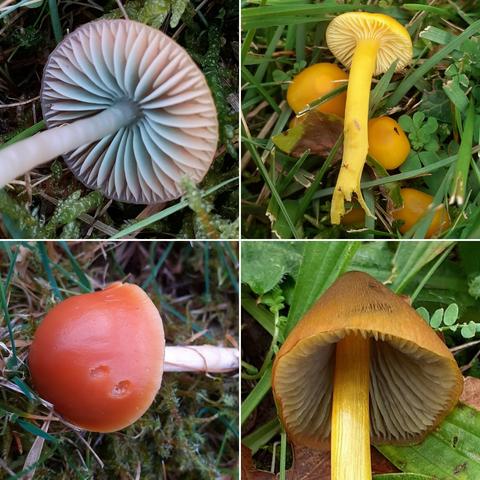 4 photos of various species of grassland fungi