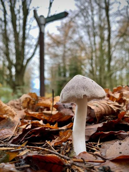 Mushroom in leaf litter with signpost in the background