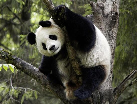 Giant Panda climbs a tree.