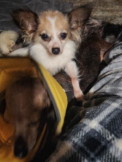 A brown and white papillon draped over a dachshund.