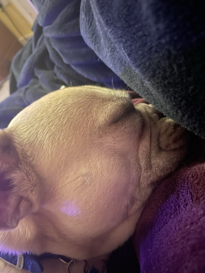 Cream Frenchie snuggled in the crook of my arm