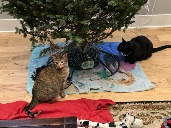 Ramen under the tree looking over her shoulder confused by the wire guard around the tree stand. Cricket is nearby contemplating chewing on a twig.