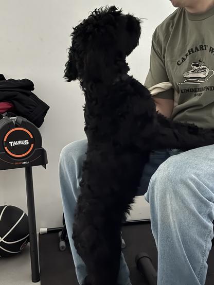 Joy the black doodle standing on her hind legs looking up at seated partner
