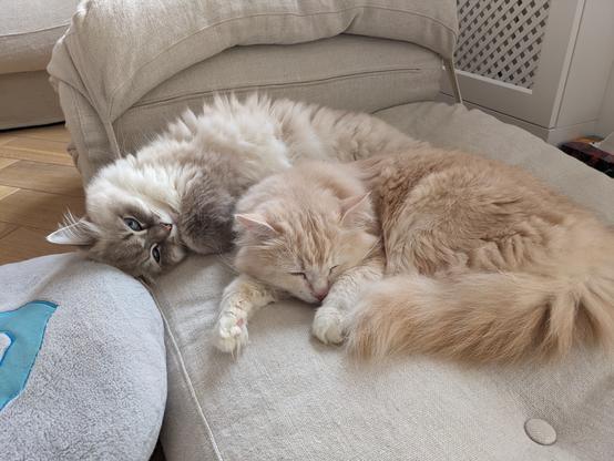 Two fluffy cats on a futon