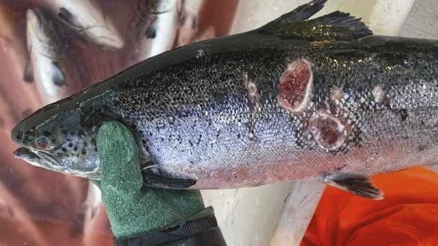 Sick Norwegian Salmon.