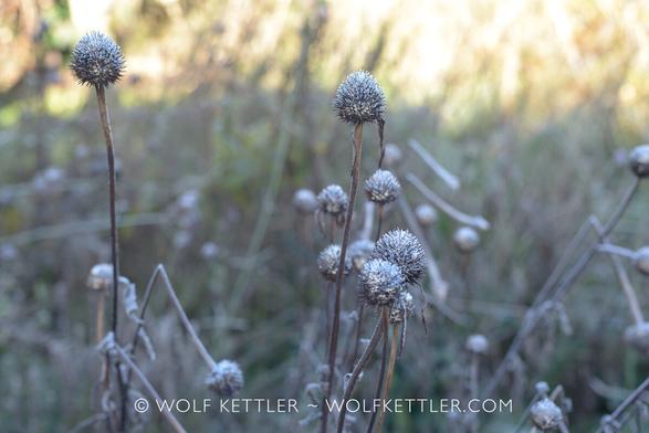 This landscape orientation colour photograph shows Echinacea purpurea covered in light frost in the foreground. The area is still in the shade. In the background at the top a brighter patch, where the sun catches the ground and plants.