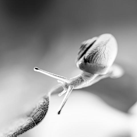 A black and white macro shot of a snail balancing on the edge of a leaf. Due to the shallow dof, only the snail's head and a small part of the leaf edge is sharp. The snail's shell is out of focus, the background is completely blurred.