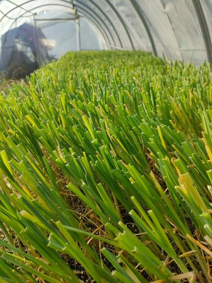 Close-up of leeks seedlings in a polytunnel