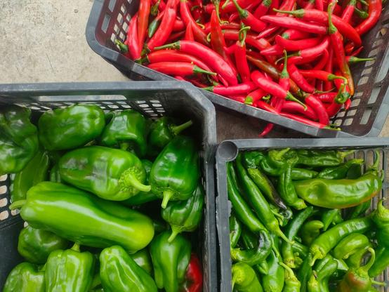 Three boxes shot from above containing green peppers and red chilies