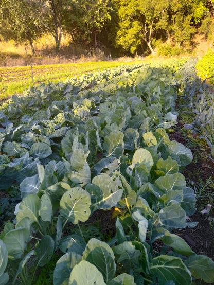 Long beds of brassicas