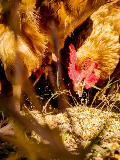 Close-up of chickens feeding