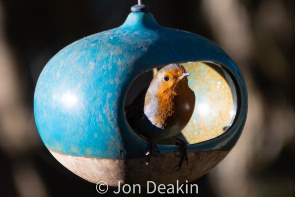 Orange breasted little bird standing inside an oval-shaped feeder. He looks like a sentry at his post, sun on his face and body in the shade.