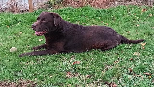 Brown Labrador resting after playing with the ball