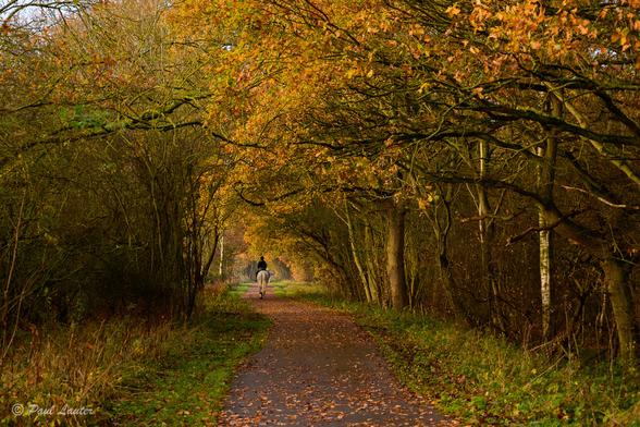 Path through an autumn woodland with horse in distance