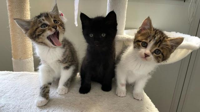 初雪の日に暖かい室内で寛ぐ可愛い子猫とママ猫の姿