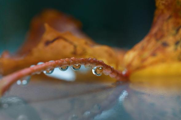 Photo of an orange maple leaf which fell on a reflective surface. Drops on its stem like a string of pearls.