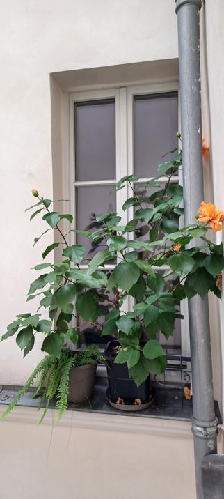 Photo d'un d'hibiscus d'environ 1m de haut en pot posé sur un rebord de fenetre. Deux belles fleurs oranges sont déployées et au moins 3 bourgeons sont en train d'éclore