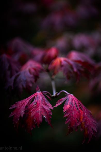 Red autumn leaves photographed at Gooilust.