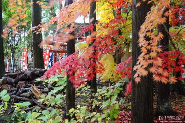 Autumn colors at Mirakami Shrine outside Nagano, Japan.