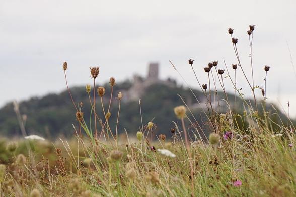 A castle ruin standing on a hill can be seen blurred in the background. Grass and flowers can be seen in the foreground.