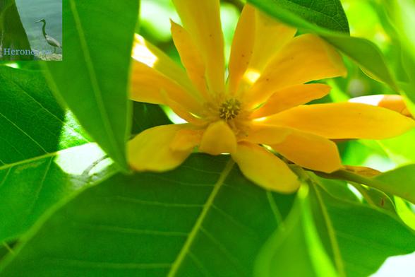 A photograph of a yellow champaca flower with a yellow cone in the center and yellow petals around it. A green champaca leaf emerges from under the flower.