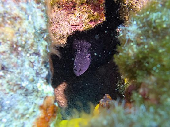 A photo of a Mediterranean moray curiously looking out of its hole. Its face, left eye and nose are clearly visible.

The hole is surrounded by stones that are covered in colorful algae.