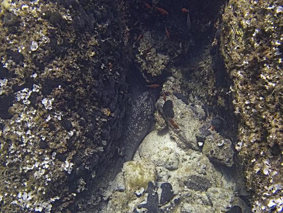 A photo of a huge dusky grouper trying to hide between rocks. Its eye can be seen. Above it, a few red cardinal fishes are swimming.

A few seconds later it was gone, disappearing somewhere between the gaps of the rocks.

The rocks are covered with mermaid's cups, peacock tails, various other algae and black sponges.