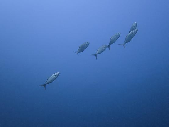 A photo of a group of six greater amberjack swimming in the open water, behind them nothing but the blue sea.