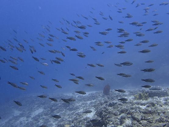 A photo of a group of dozens of black damselfish swimming above the sea floor. Below them the sea floor with rocks, sand and various sponges can be seen.