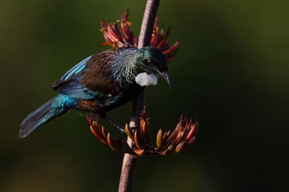 A tūī on a frond of red harakeke (flax) flowers.