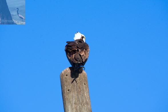 An outdoor, daytime photograph of an American Osprey, a bird of prey with brown feathers on its body and white feathers on its head, perched on top of a wooden pole.
