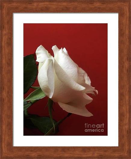 Beautiful white rose from the series of my wonderful roses photography.
