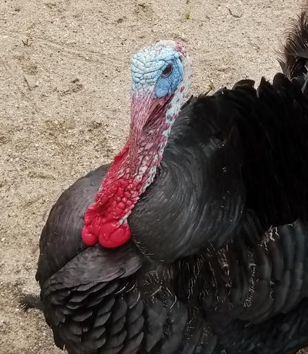 Sama besto, proksime.