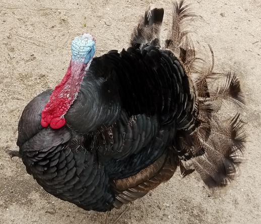 Belan beston kiun mi fotis en la ĝardeno de mia najbaro. Mi ne scias se temas pri meleagro aŭ pavo...