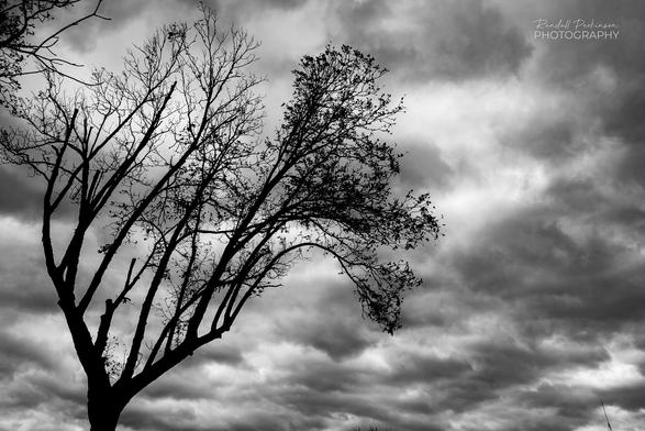 A tree without leaves in front of incoming storm clouds.