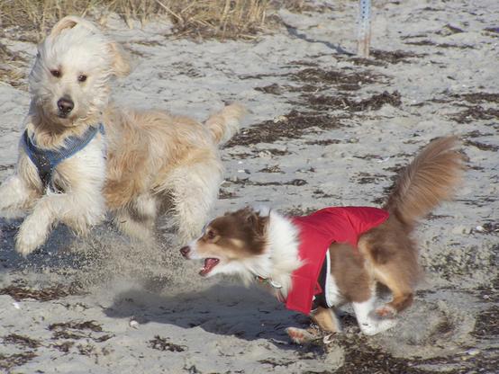 Broxo, my brown and white mini-Australian Shepherd. wearing a red cost, zooms in from the right side of the frame in front of his GoldenDoodle friend Salty.