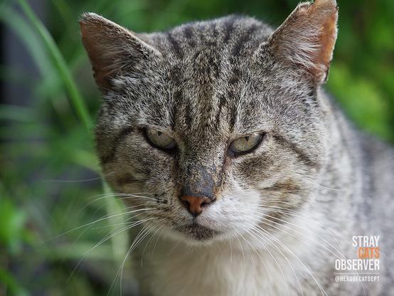 Close up portrait of a tough tabby cat