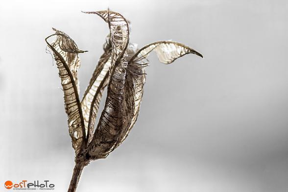 Colombine (Akelei) after blooming in the fall