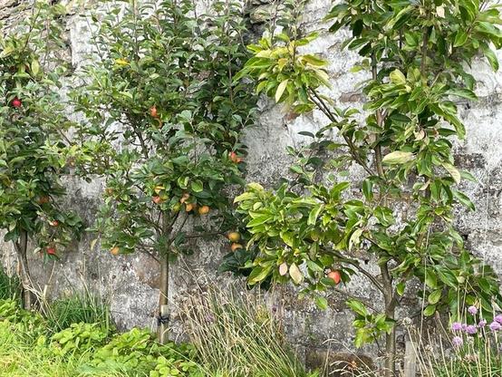 Apple trees and herbs in Stromness Surgery garden