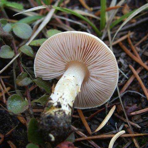 Underside view of Agaricus Sect. Minores mushroom; gills are very free from the stem and are rather pallid in colour (not very pinkish), buff coloured stem is wide and equal, a bit bald above the veil zone and lightly fibrillose in lower part.