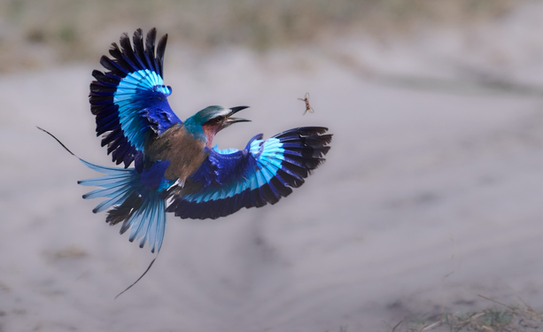 A beautiful lilac breasted roller chasing a bug in the Okavango delta, Botswana. It has it’s wings spread showing of the light, medium and dark blue feathers.