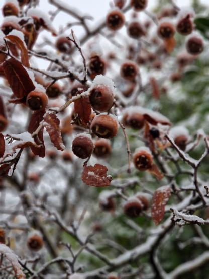 A branch with snow-covered leaves and medlars hanging from it.