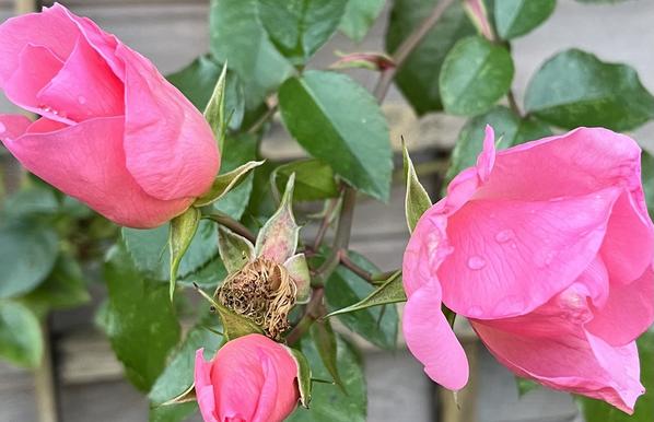A close up of three pink rose buds, at different stages of opening, against a background of green rose leaves, trellis and the Cedar wood wall of the writing hut. There is a spent flower in the centre with a bunch of stringy brown filaments. Photo taken today