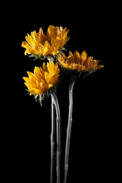Three long stemmed sunflowers on a black background.