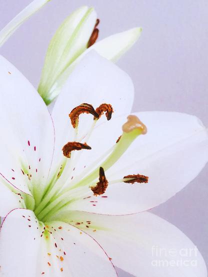 Lilium candidum, Madonna lily or white lily, is a plant from the family of true lilies.
On the feast of St. Anthony, which is celebrated on June 13, is blessed with lilies. The lily became a symbol of St. Anthony because it reminds us of the purity that this saint possessed.