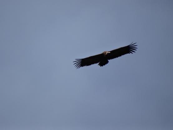Un buitre leonado vuela majestuosamente con toda su envergadura desplegada