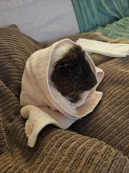 Socks, a brown and white guinea pig, wrapped in a towel and looking snuggly