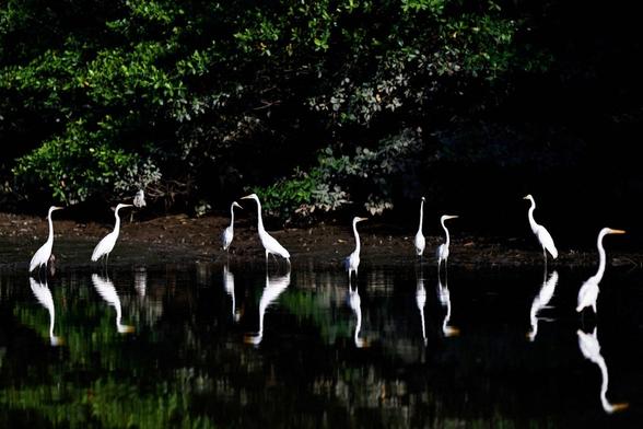 Herons in the Amazon rainforest