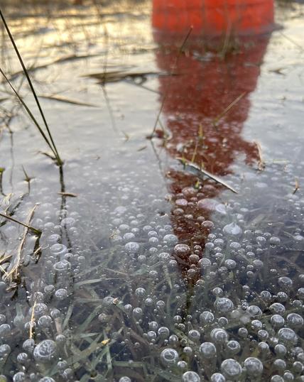 An orange traffic cone with its base frozen in a puddle of water in a field. We see only the base of the cone, but in the reflection we see the full cone. The ice holds frozen air bubbles and plants, with a few grasses sticking out. We also see the reflection of the golden sky at sunrise.