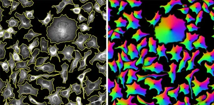 Cells segmented by the CellPose software (left) and the ‘flow fields’ that it used to do the task (right).